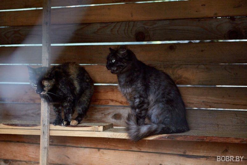 Марина Молчанова