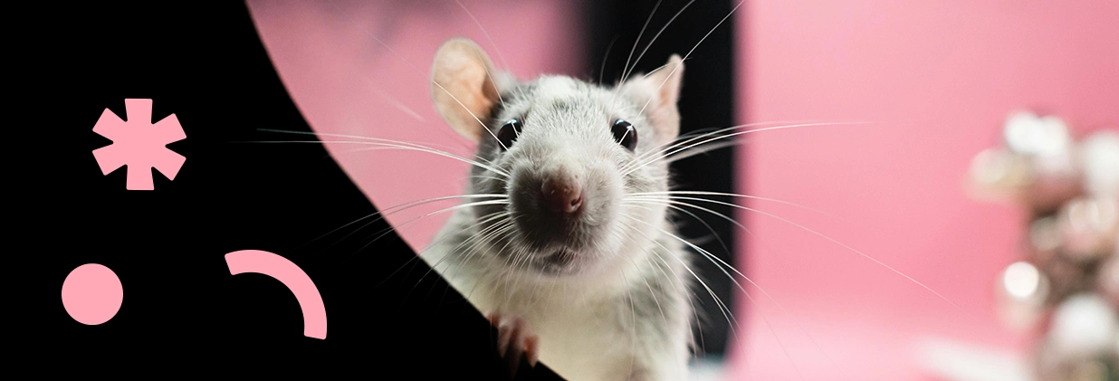 Обложка_про сравнение с животными