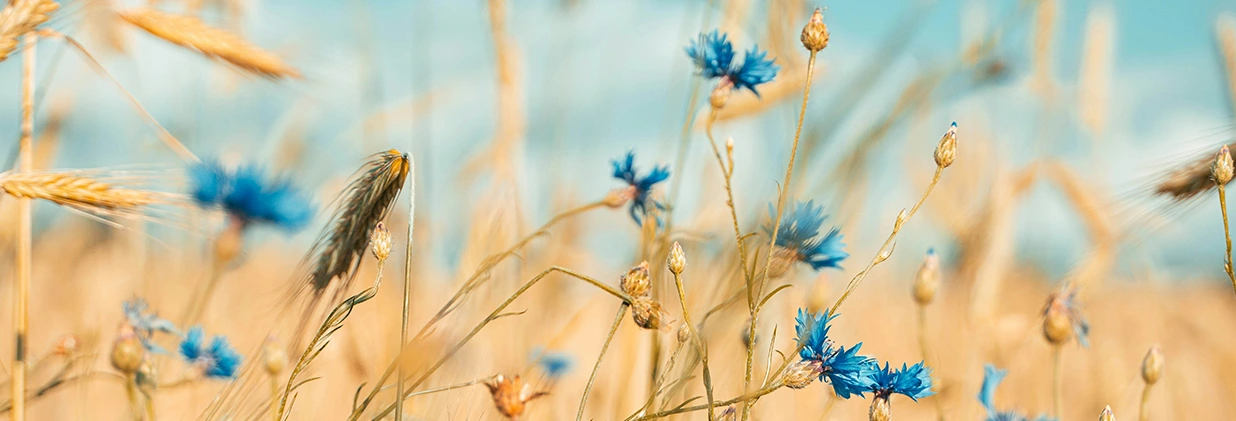 Обложка_дыялекты