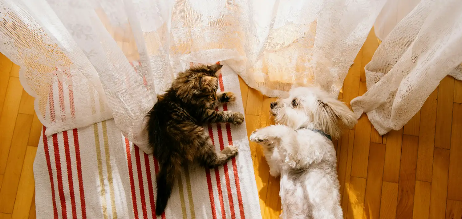 Закон об ответственном обращении с животными Беларусь