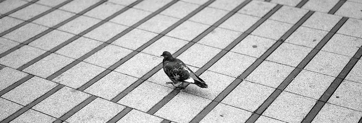 право на город