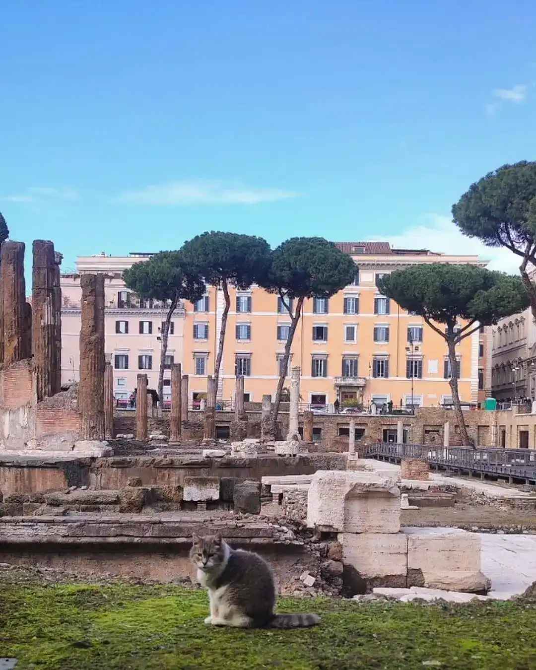 Старейший в Риме приют для кошек Torre Argentina