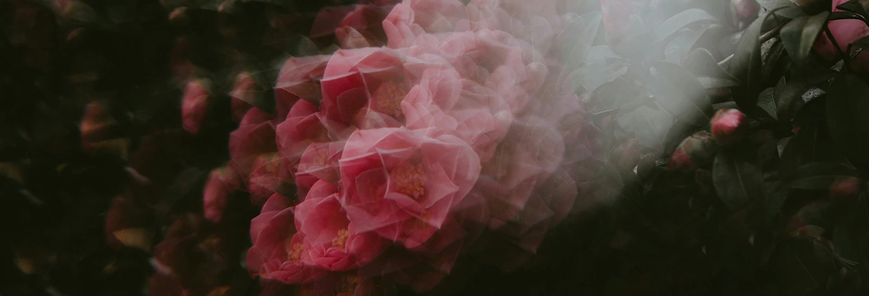 Аромантика