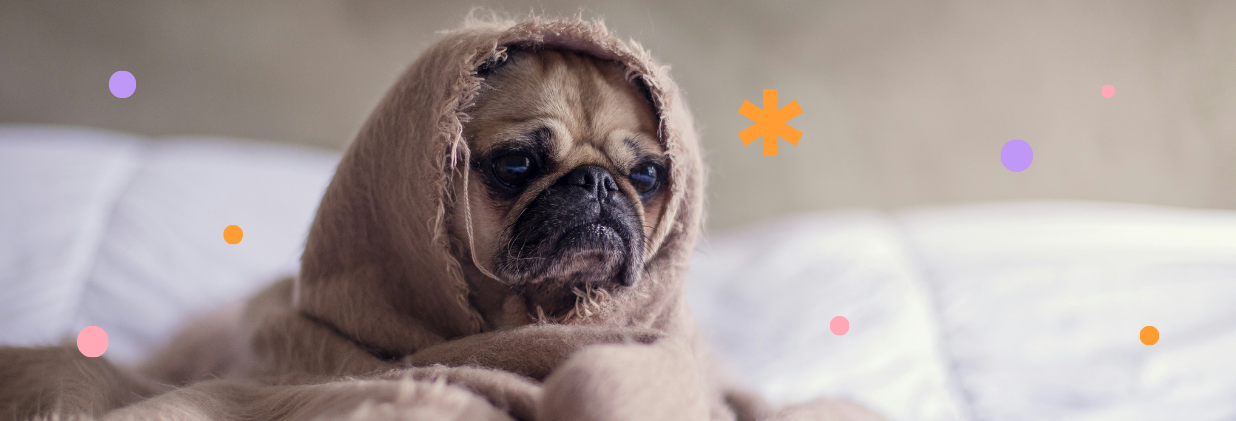 Гісторыі гадаванцаў і парады зоапсіхалагіні